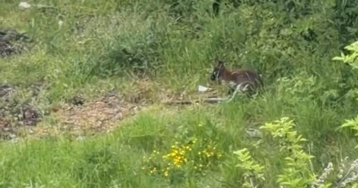 Escaped wallaby still loose in Consett, County Durham