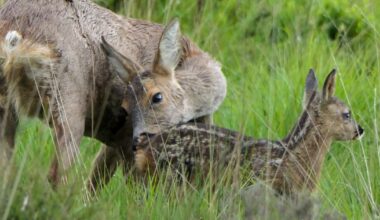 Beautiful photo captures mother deer with adorable fawn