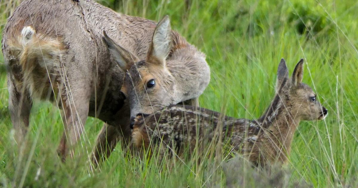 Beautiful photo captures mother deer with adorable fawn