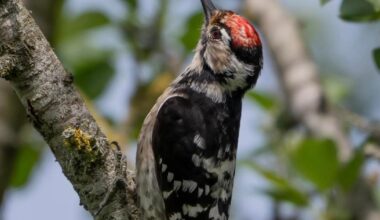 Red-Listed lesser spotted woodpecker spotted in Gloucestershire