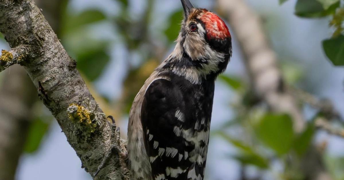Red-Listed lesser spotted woodpecker spotted in Gloucestershire