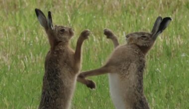 Boxing hares in Dorset spectacularly caught on camera
