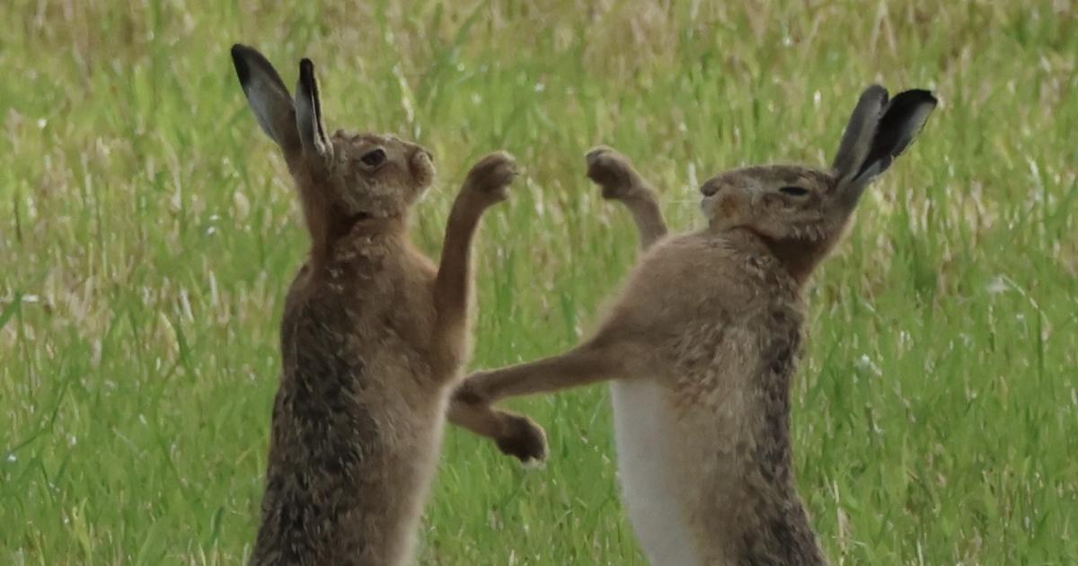 Boxing hares in Dorset spectacularly caught on camera