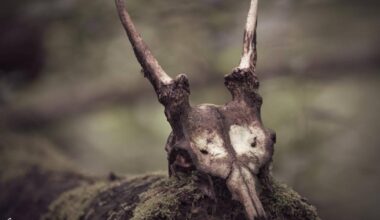 Muntjac skull pictured at Bodenham Lake in Herefordshire