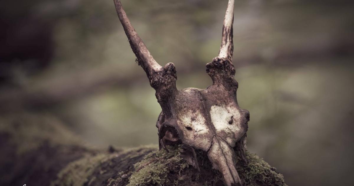 Muntjac skull pictured at Bodenham Lake in Herefordshire