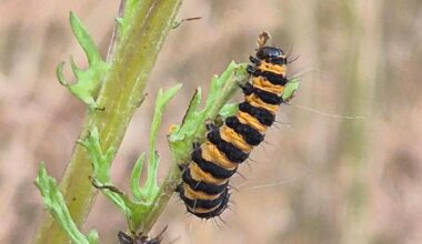 The 14 different caterpillars you can find around Dorset