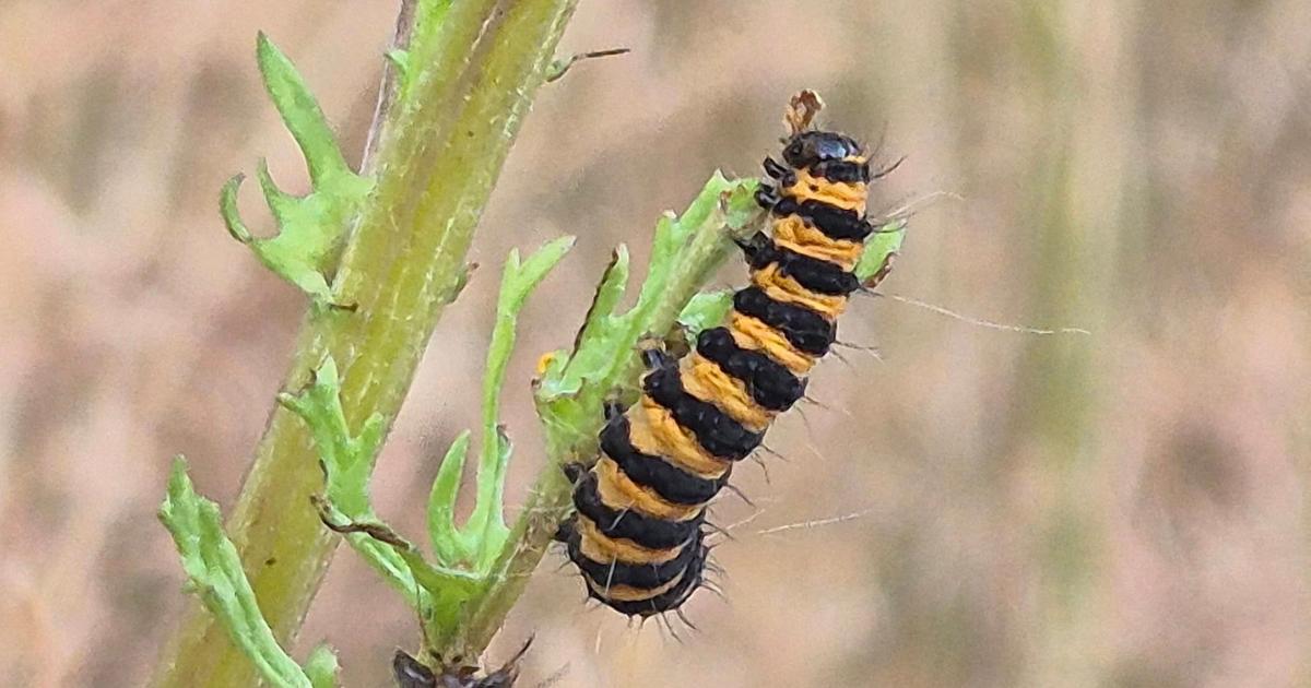 The 14 different caterpillars you can find around Dorset
