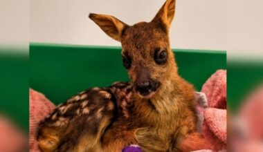 Baby deer found in road in Anmer dies at RSPCA centre
