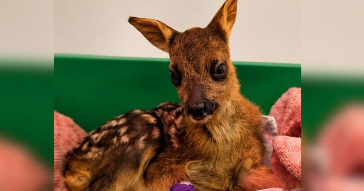 Baby deer found in road in Anmer dies at RSPCA centre
