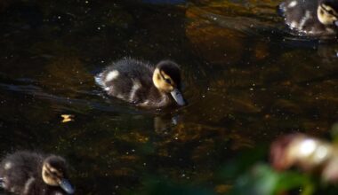 Video - ducklings guided safely back to Duck Pond, Hereford