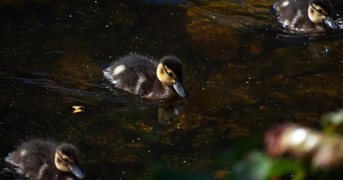 Video - ducklings guided safely back to Duck Pond, Hereford