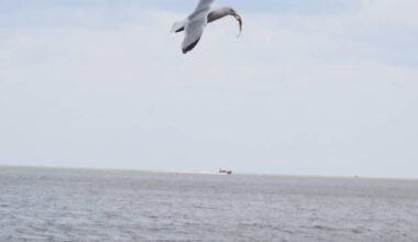 Seagull snatches venomous weever fish at Gorleston Pier