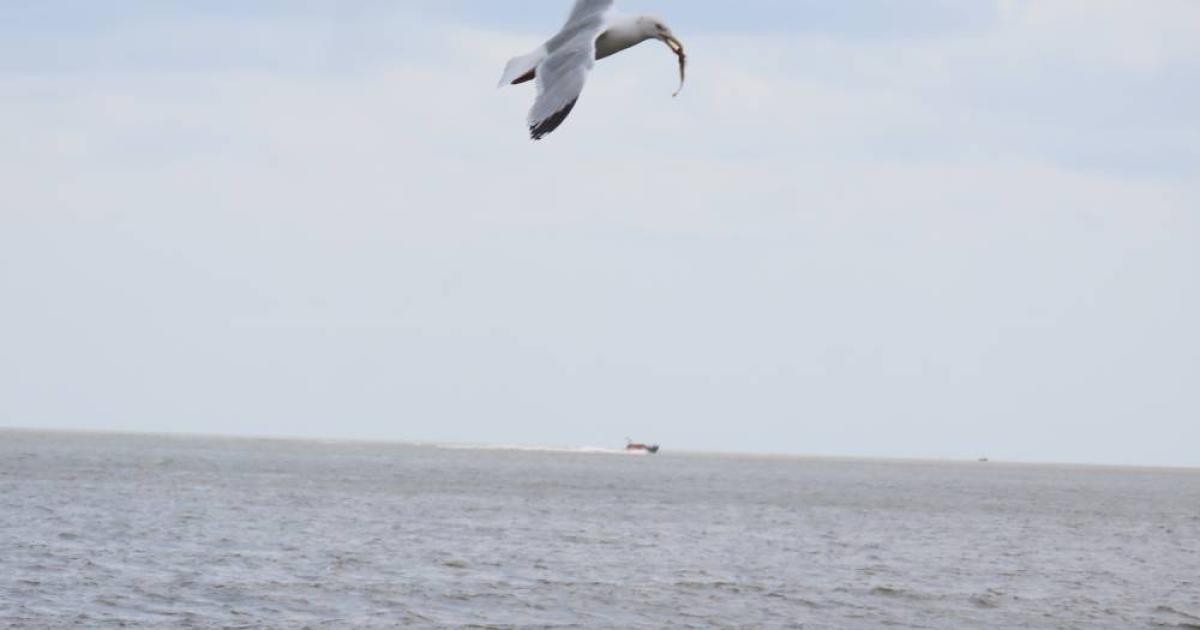 Seagull snatches venomous weever fish at Gorleston Pier