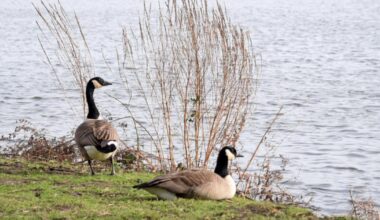 Non-native Canada Goose spotted at Bodenham Gravel Pits