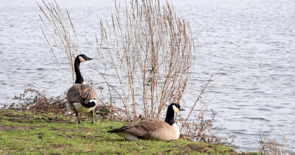 Non-native Canada Goose spotted at Bodenham Gravel Pits