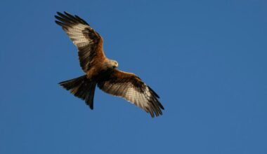 Aylesbury Town Council warns 'do not feed red kites'