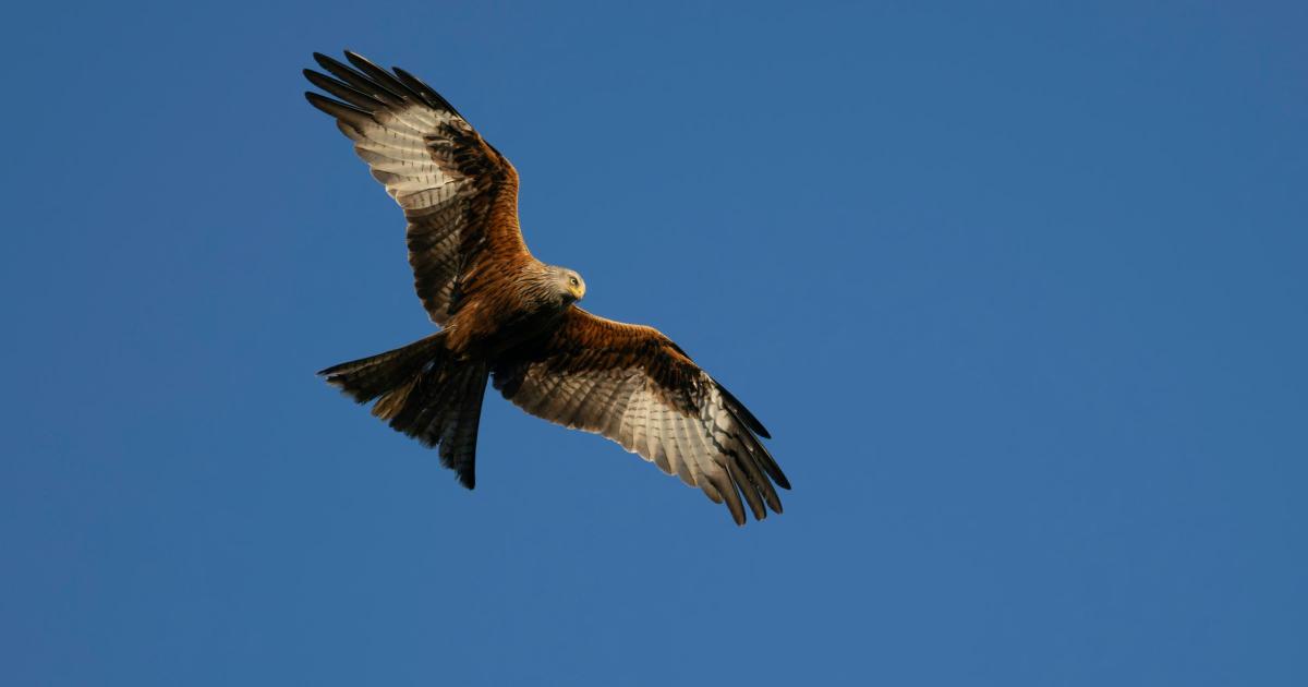 Aylesbury Town Council warns 'do not feed red kites'