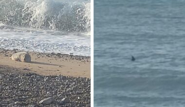 Mysterious fin spotted in Eastbourne waters sparks debate