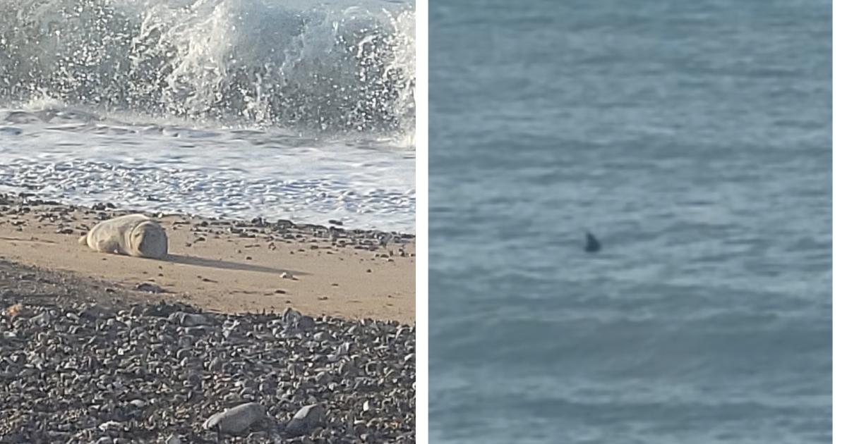 Mysterious fin spotted in Eastbourne waters sparks debate