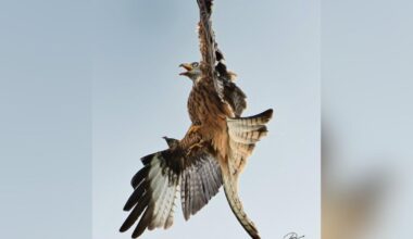 Majestic red kite spotted thriving in Herefordshire