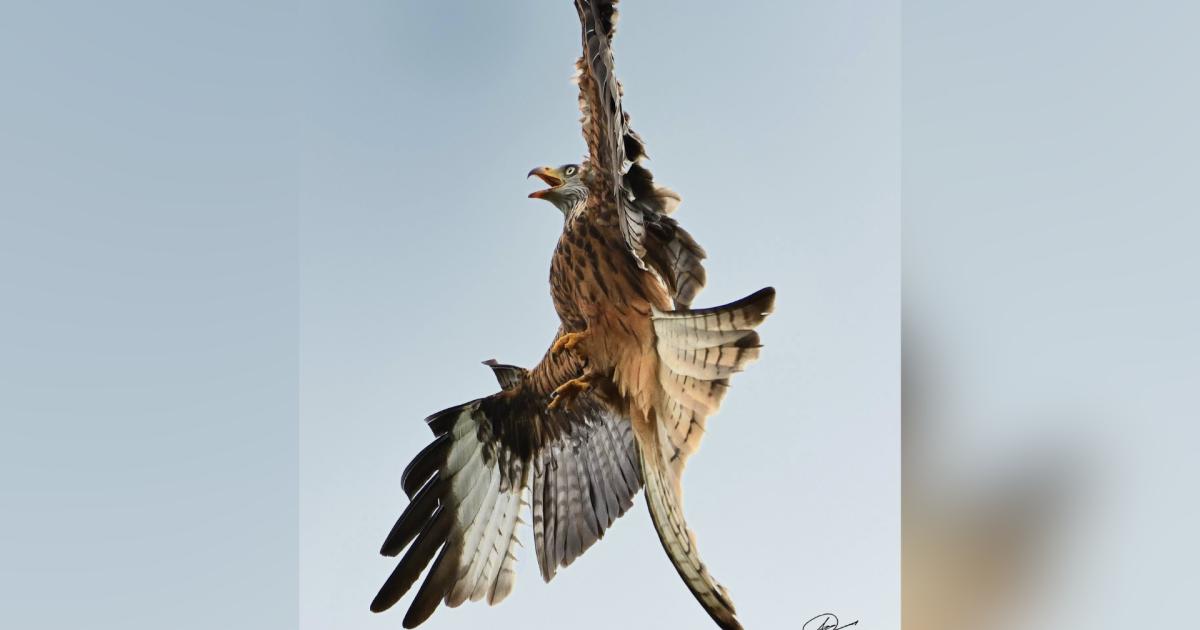 Majestic red kite spotted thriving in Herefordshire
