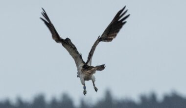 Tweed Valley Osprey: A look at life in Osprey Towers