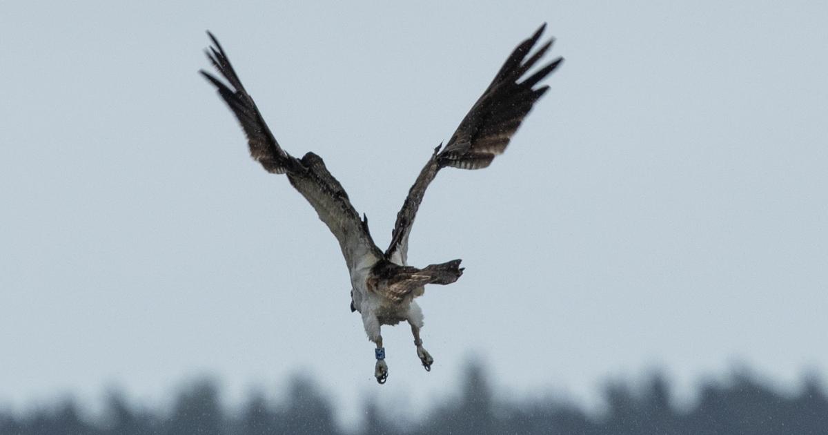 Tweed Valley Osprey: A look at life in Osprey Towers