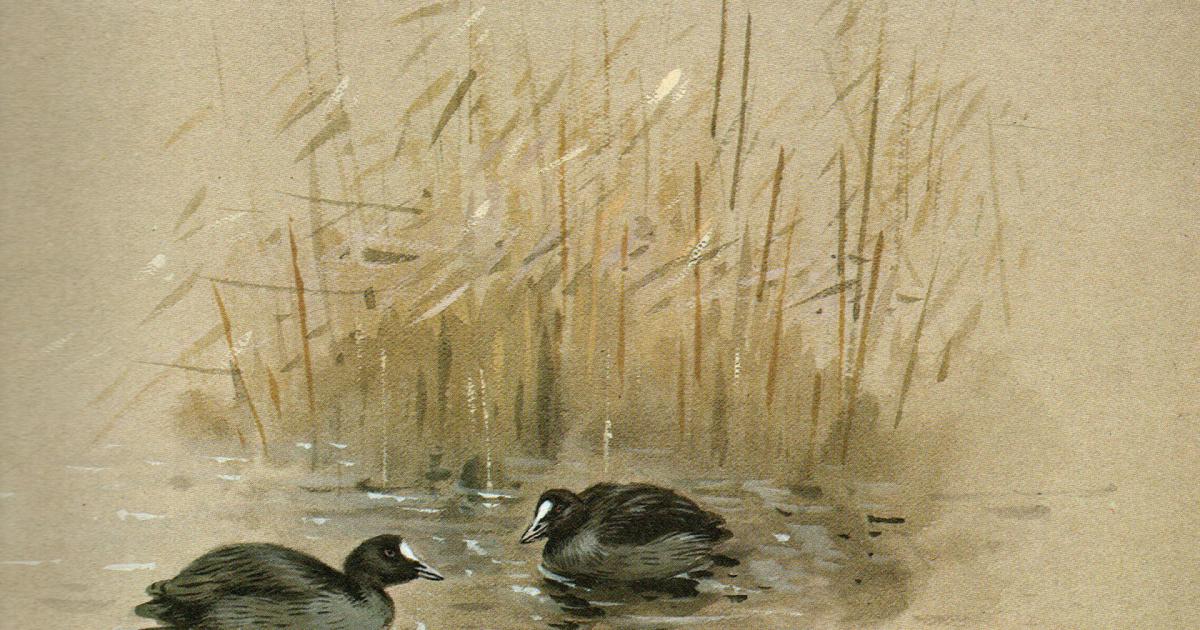 Lin Bensley: Life of Hickling reserve warden Jim Vincent