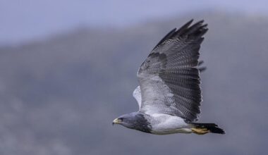 Chilean blue eagle from Horsham missing after country show