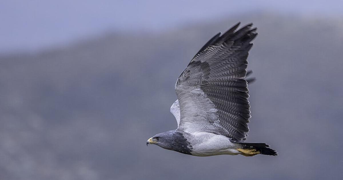 Chilean blue eagle from Horsham missing after country show