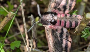 UK's largest moth species found in Hove nature reserve