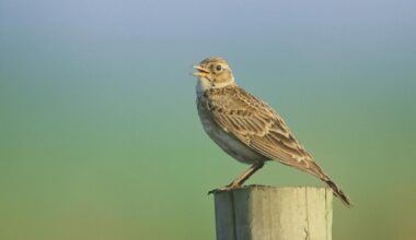 Norfolk farm transformed into species-rich patch for nature