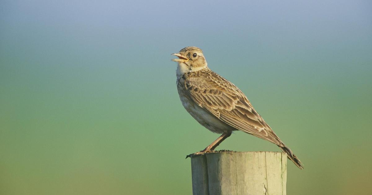 Norfolk farm transformed into species-rich patch for nature