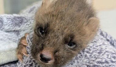 Orphaned pine marten kit would not have survived in the wild