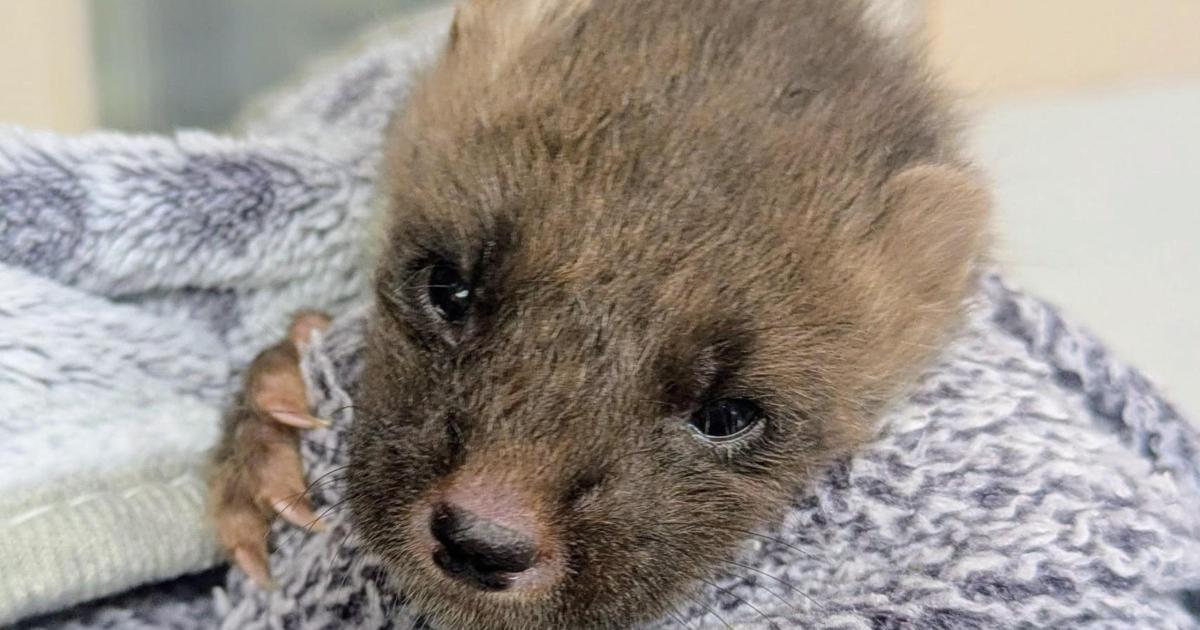 Orphaned pine marten kit would not have survived in the wild