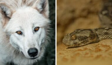 Arctic wolves and venomous snakes being kept in Berkshire