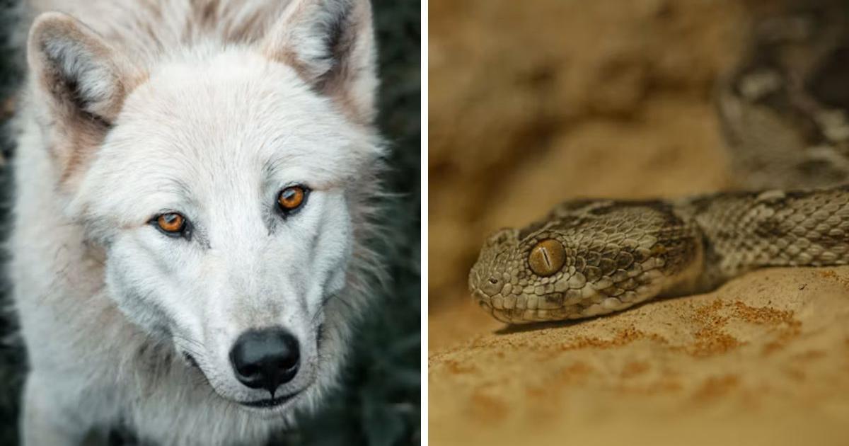 Arctic wolves and venomous snakes being kept in Berkshire