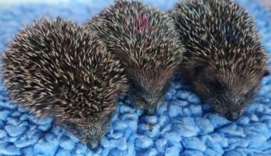 'The heatwave is having a devastating effect on wildlife'