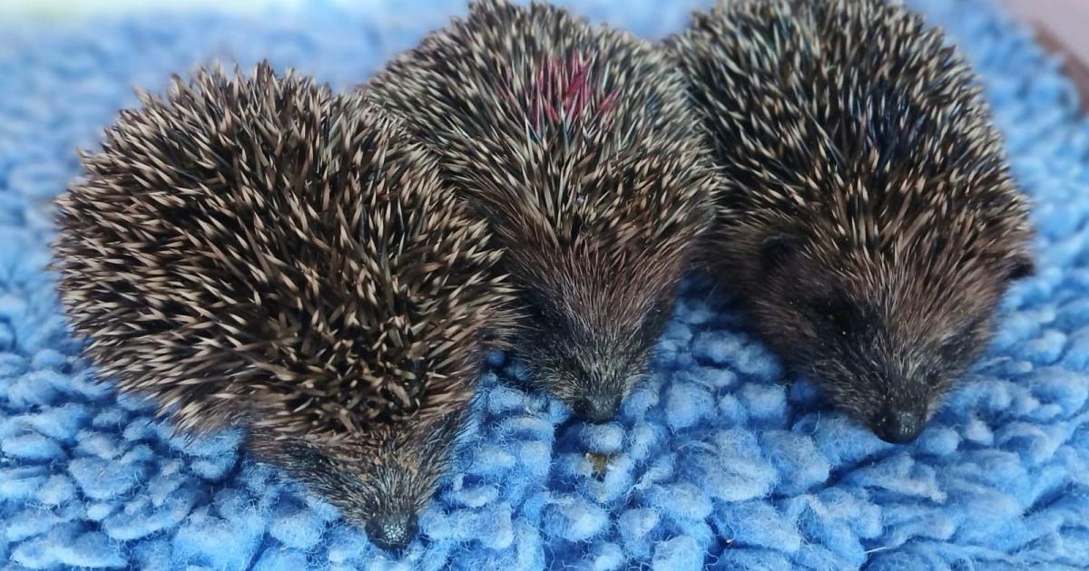 'The heatwave is having a devastating effect on wildlife'