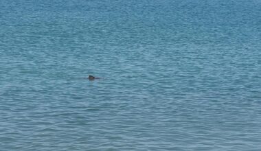 Beachgoers spot smooth-hound shark in water near Hove