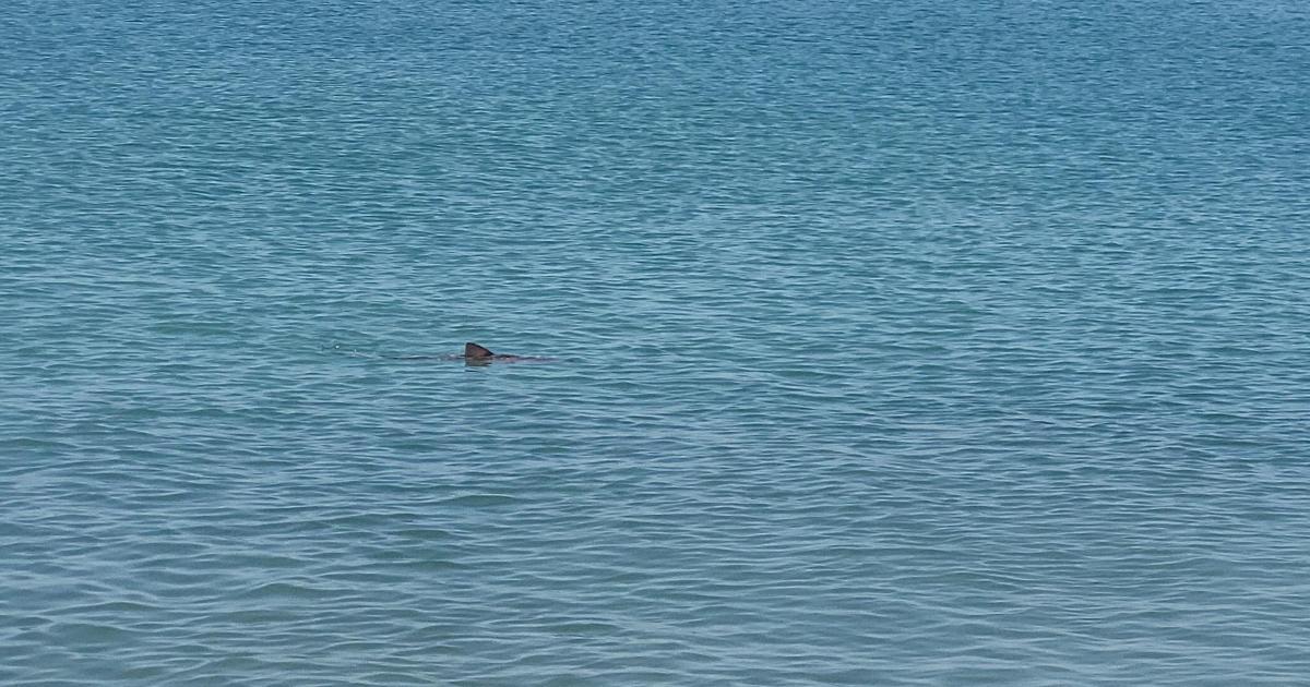 Beachgoers spot smooth-hound shark in water near Hove