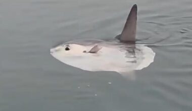 Unusual sighting of ocean sunfish off Brighton Marina
