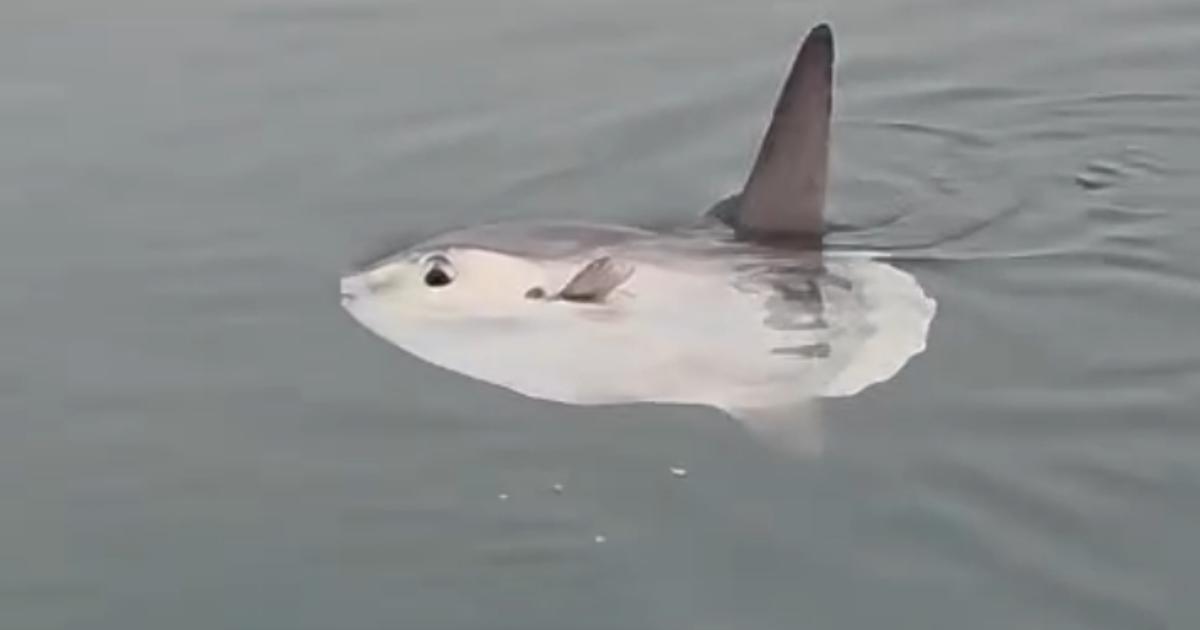 Unusual sighting of ocean sunfish off Brighton Marina