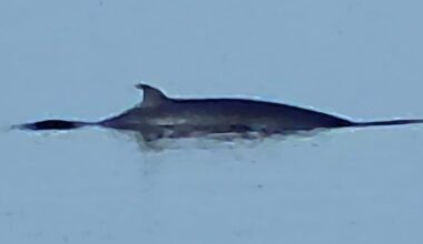 Minke whale spotted offshore between Wemyss Bay and Inverkip
