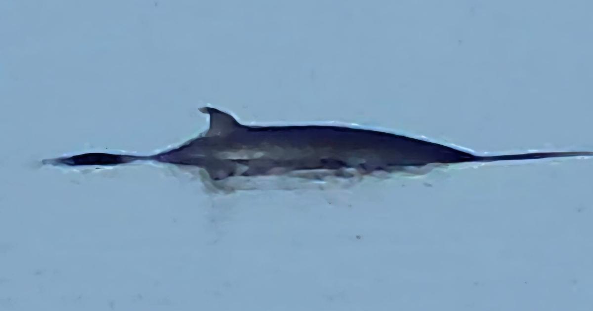 Minke whale spotted offshore between Wemyss Bay and Inverkip