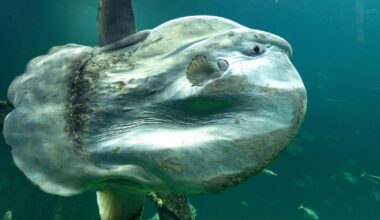 Rare sunfish spotted off coast of Mwnt and Dinas Head