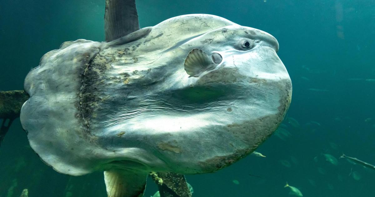 Rare sunfish spotted off coast of Mwnt and Dinas Head