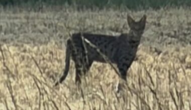 Big cat still on the loose after sighting near Bramerton