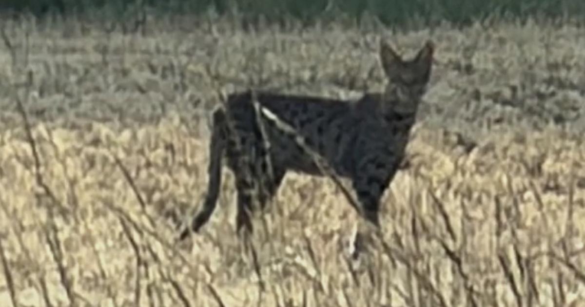 Big cat still on the loose after sighting near Bramerton
