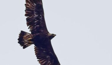 Golden eagle found with shotgun injuries - police launch investigation